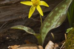 Goldenstar, Erythronium Rostratum Goldenstar, Erythronium Rostratum