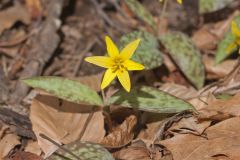 Goldenstar, Erythronium Rostratum Goldenstar, Erythronium Rostratum