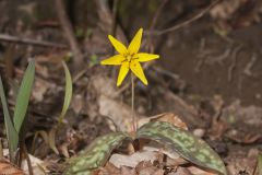Goldenstar, Erythronium Rostratum Goldenstar, Erythronium Rostratum
