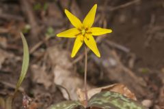 Goldenstar, Erythronium Rostratum Goldenstar, Erythronium Rostratum