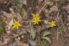 Goldenstar, Erythronium Rostratum Goldenstar, Erythronium Rostratum
