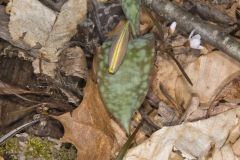 Goldenstar, Erythronium Rostratum Goldenstar, Erythronium Rostratum