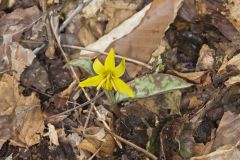 Goldenstar, Erythronium Rostratum Goldenstar, Erythronium Rostratum