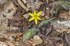 Goldenstar, Erythronium Rostratum Goldenstar, Erythronium Rostratum