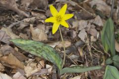 Goldenstar, Erythronium Rostratum Goldenstar, Erythronium Rostratum