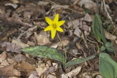 Goldenstar, Erythronium Rostratum Goldenstar, Erythronium Rostratum