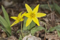 Goldenstar, Erythronium Rostratum Goldenstar, Erythronium Rostratum