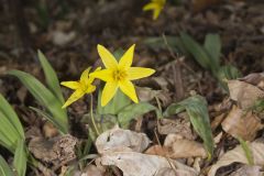 Goldenstar, Erythronium Rostratum Goldenstar, Erythronium Rostratum