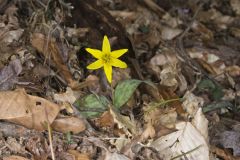 Goldenstar, Erythronium Rostratum Goldenstar, Erythronium Rostratum
