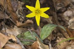 Goldenstar, Erythronium Rostratum Goldenstar, Erythronium Rostratum