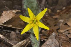 Goldenstar, Erythronium Rostratum Goldenstar, Erythronium Rostratum