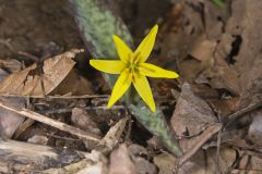 Goldenstar, Erythronium Rostratum Goldenstar, Erythronium Rostratum