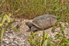 Gopher Tortoise, Gopherus polyphemus