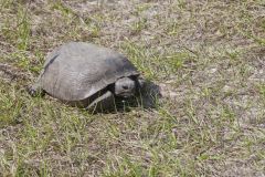 Gopher Tortoise, Gopherus polyphemus