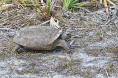 Gopher Tortoise, Gopherus polyphemus