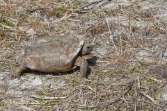 Gopher Tortoise, Gopherus polyphemus