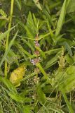 Grand Redstem, Ammannia robusta