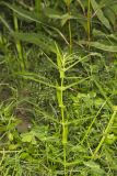 Grand Redstem, Ammannia robusta