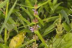 Grand Redstem, Ammannia robusta