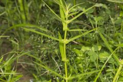 Grand Redstem, Ammannia robusta