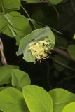 Grape Honeysuckle, Lonicera reticulata