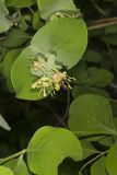 Grape Honeysuckle, Lonicera reticulata