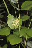 Grape Honeysuckle, Lonicera reticulata