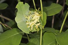 Grape Honeysuckle