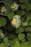 Grape Honeysuckle, Lonicera reticulata