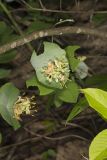 Grape Honeysuckle, Lonicera reticulata