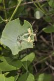 Grape Honeysuckle, Lonicera reticulata