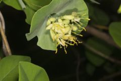 Grape Honeysuckle, Lonicera reticulata