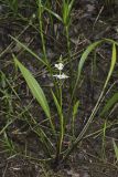 Grass-leaved Arrowhead, Sagittaria graminea