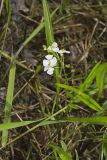 Grass-leaved Arrowhead, Sagittaria graminea