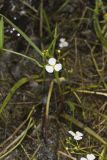 Grass-leaved Arrowhead, Sagittaria graminea