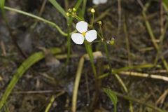 Grass-leaved Arrowhead