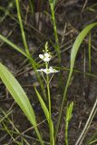Grass-leaved Arrowhead, Sagittaria graminea