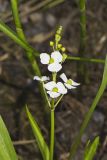 Grass-leaved Arrowhead, Sagittaria graminea