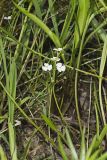 Grass-leaved Arrowhead, Sagittaria graminea
