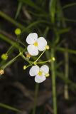 Grass-leaved Arrowhead, Sagittaria graminea