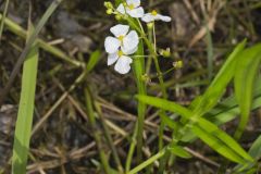 Grass-leaved Arrowhead, Sagittaria graminea