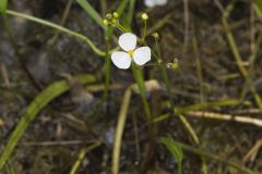Grass-leaved Arrowhead, Sagittaria graminea