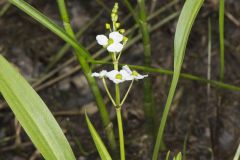 Grass-leaved Arrowhead, Sagittaria graminea