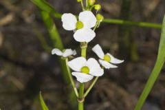 Grass-leaved Arrowhead, Sagittaria graminea