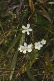 Grass of Parnassus, Parnassia glauca