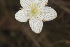 Grass of Parnassus