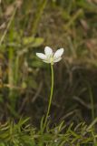 Grass of Parnassus, Parnassia glauca