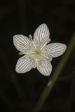 Grass of Parnassus, Parnassia glauca