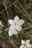 Grass of Parnassus, Parnassia glauca