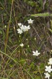 Grass of Parnassus, Parnassia glauca